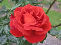 Copy of IMG_2194v.webp