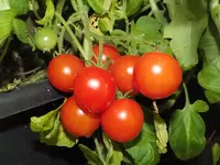 buschtomate_red_alert_f1_reif_ripe_tomato2.webp