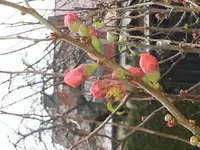Quittenblüte 141221.webp