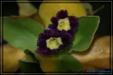 comp_DSC02586.webp