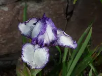 image.webp