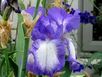 IMG_0854v.webp