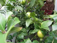 IMG_4081 - Kopie.webp