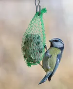 Blaumeise (1).webp