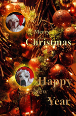 Weihnachten_Karte_Hunde_final_800.webp