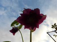 P1240474.webp