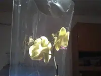 orchidee 006.webp