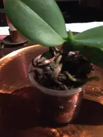 orchidee 007.webp