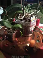 orchidee 008.jpg