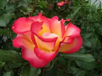 IMG_0963v.webp