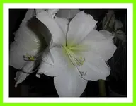006.webp
