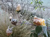 DSCN0033.webp