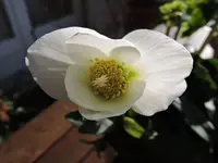 DSCN0027.webp
