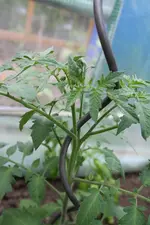 Honey Giant IMG_1685.webp