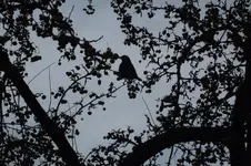 DSCF9443.webp