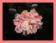 003.webp
