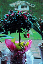 Hochstamm_Azalee_pink_500.webp