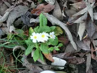 CIMG9722.webp