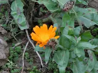 CIMG9724.webp