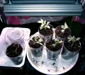 DSCF8618.2.webp