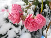 DSCN6508.webp