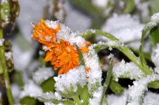 Ringelblume_0002.webp