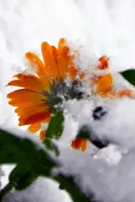 Ringelblume_0004.webp