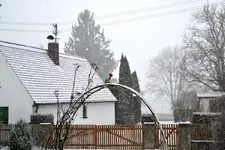 Weihnachtsrose_0001.webp