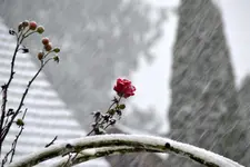 Weihnachtsrose_0002.webp
