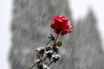 Weihnachtsrose_0005.jpg