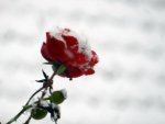 Weihnachtsrose_0007.JPG