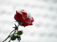 Weihnachtsrose_0007.webp