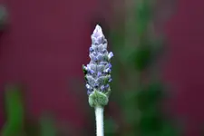 Lavendel_5766.webp