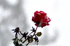 Weihnachtsrose_0003.webp