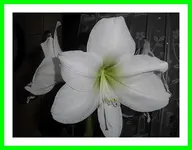 014.webp