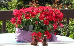 IMG_0515v.webp
