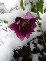 P1250138.webp