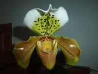 P1250165.webp
