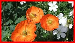 071.webp