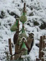 P1250190.webp