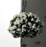 IMG_0131v.webp