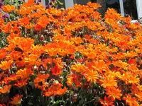 4.5.6.Garten (120) v.webp