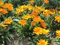 4.5.6.Garten (108)v.webp