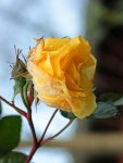 gelbe Rose_Winter_macro_600.JPG