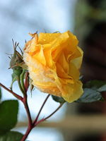 gelbe Rose_Winter_macro_600.webp