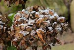 Hortensie_Winter_macro3_640.JPG