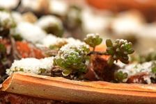 Saxifraga_Winter_makro1_640.webp
