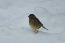 DSCF9535.webp