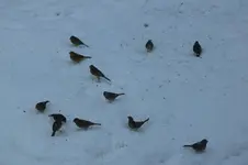 DSCF9538.webp