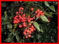 005.webp